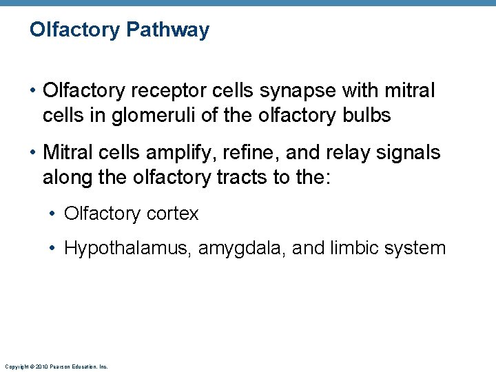 Olfactory Pathway • Olfactory receptor cells synapse with mitral cells in glomeruli of the