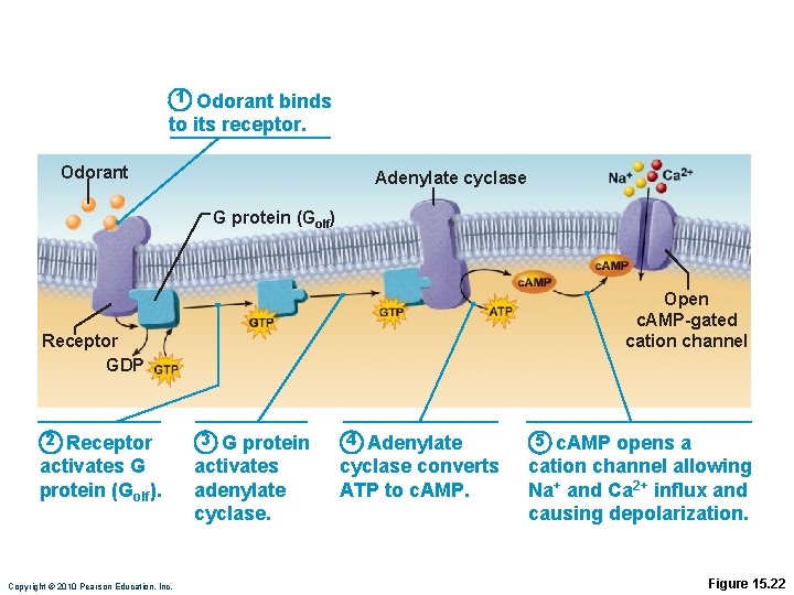 1 Odorant binds to its receptor. Odorant Adenylate cyclase G protein (Golf) Open c.