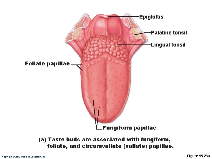 Epiglottis Palatine tonsil Lingual tonsil Foliate papillae Fungiform papillae (a) Taste buds are associated