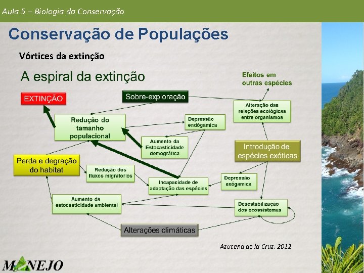 Aula 5 – Biologia da Conservação de Populações Vórtices da extinção Azucena de la