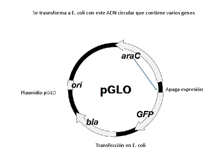 Se trasnsforma a E. coli con este ADN circular que contiene varios genes Apaga