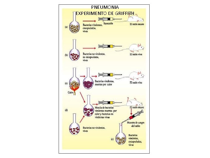 PNEUMONIA EXPERIMENTO DE GRIFFITH 