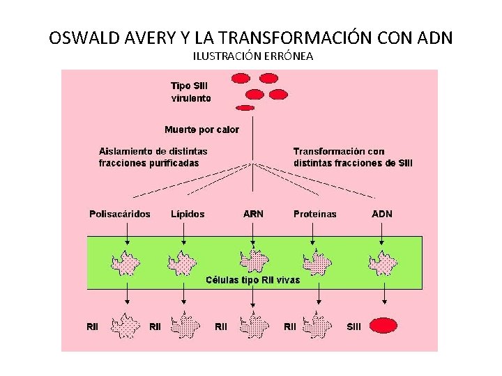 OSWALD AVERY Y LA TRANSFORMACIÓN CON ADN ILUSTRACIÓN ERRÓNEA 