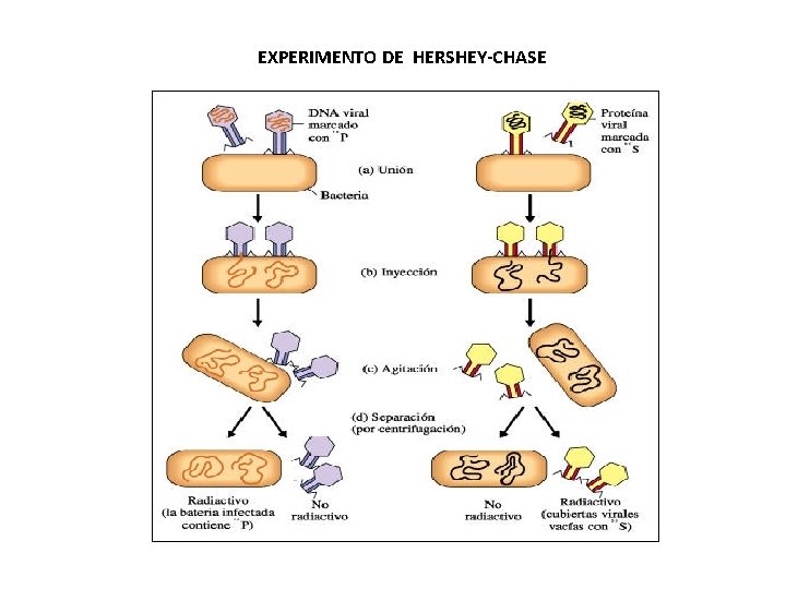 EXPERIMENTO DE HERSHEY-CHASE 