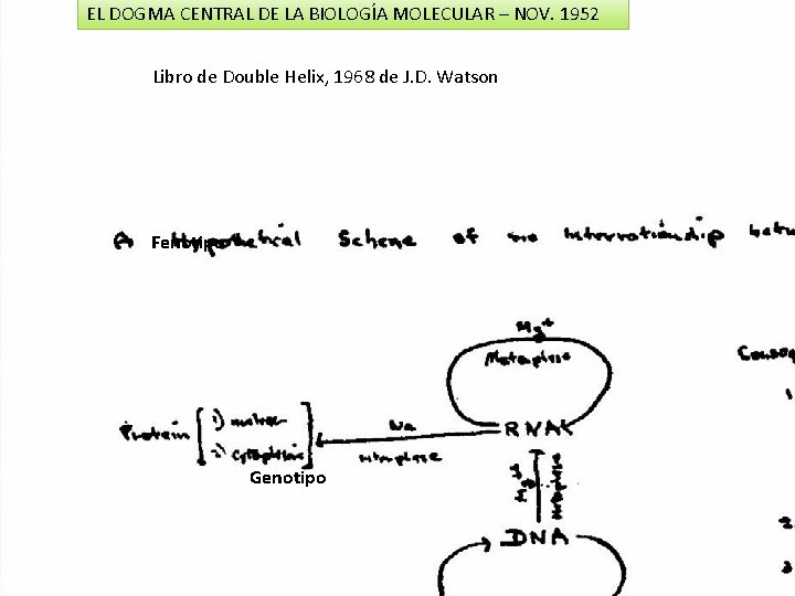 EL DOGMA CENTRAL DE LA BIOLOGÍA MOLECULAR – NOV. 1952 Libro de Double Helix,