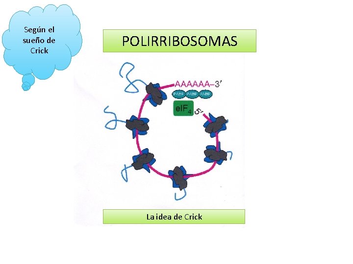 Según el sueño de Crick POLIRRIBOSOMAS La idea de Crick 