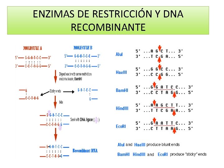 ENZIMAS DE RESTRICCIÓN Y DNA RECOMBINANTE 