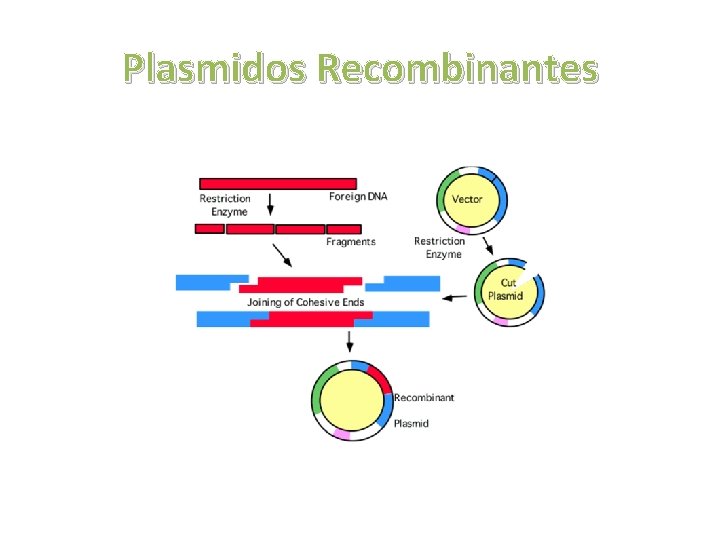 Plasmidos Recombinantes 