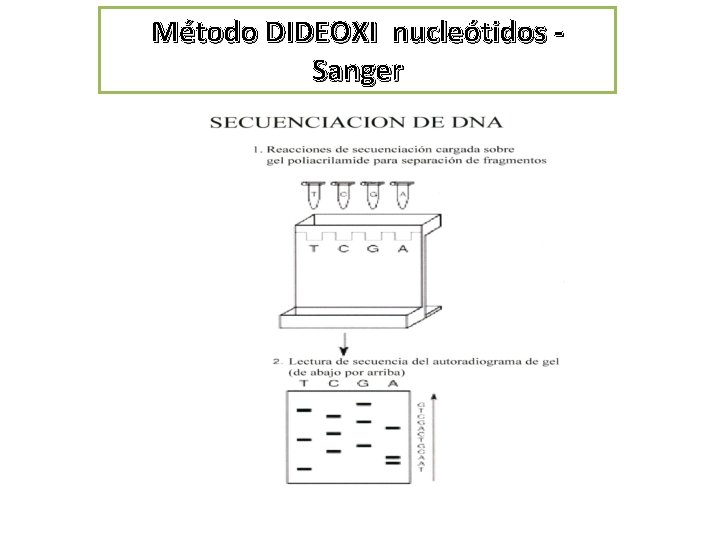 Método DIDEOXI nucleótidos Sanger 