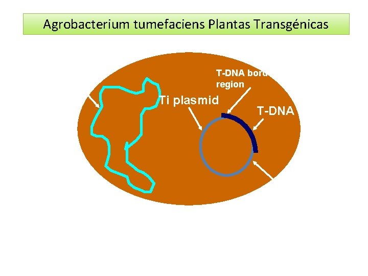 Agrobacterium tumefaciens Plantas Transgénicas bacterial chromosome T-DNA border region Ti plasmid T-DNA vir genes