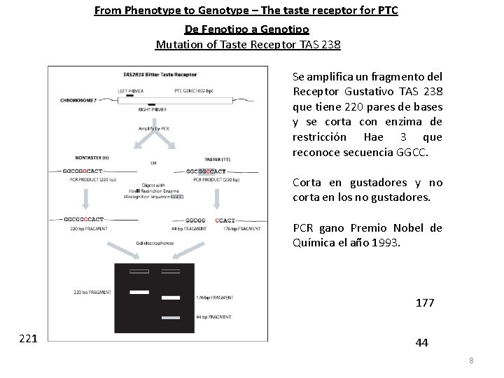 From Phenotype to Genotype – The taste receptor for PTC De Fenotipo a Genotipo