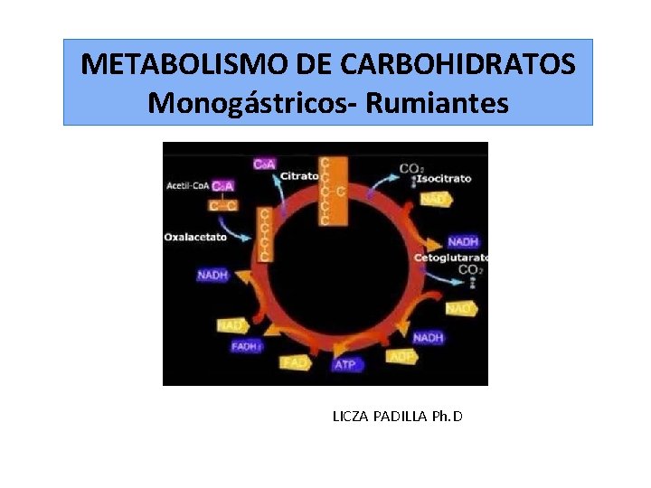 METABOLISMO DE CARBOHIDRATOS Monogástricos- Rumiantes LICZA PADILLA Ph. D 