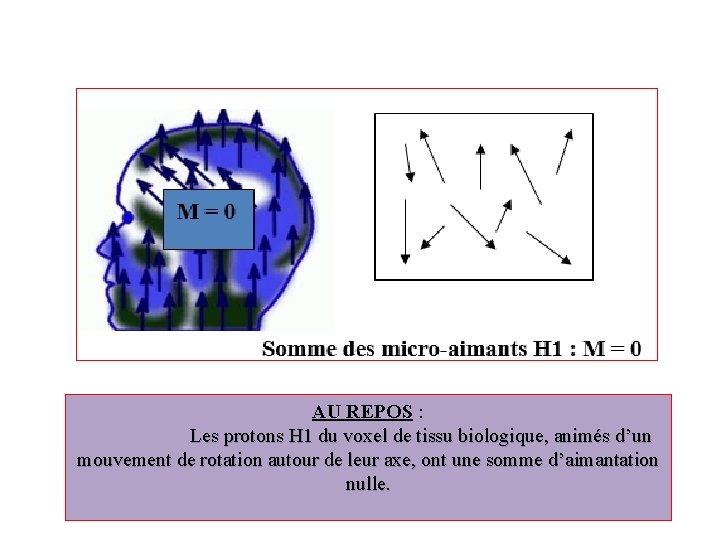  AU REPOS : Les protons H 1 du voxel de tissu biologique, animés