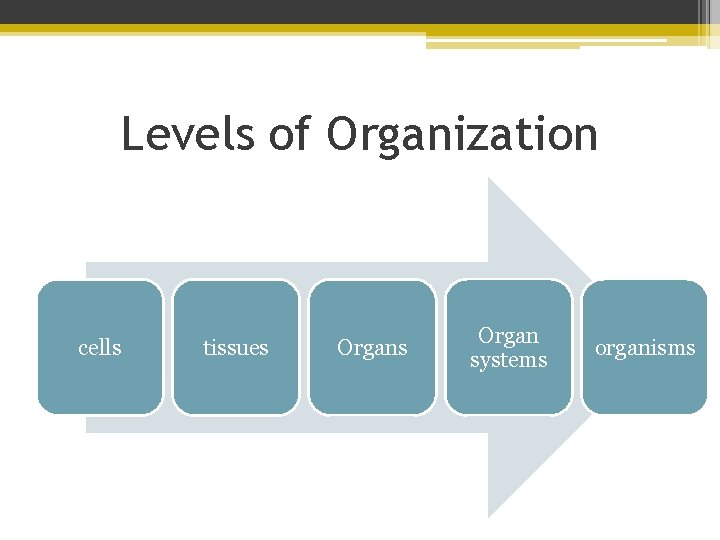 Levels of Organization cells tissues Organ systems organisms 