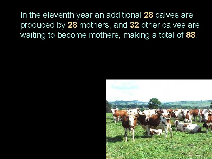 In the eleventh year an additional 28 calves are produced by 28 mothers, and