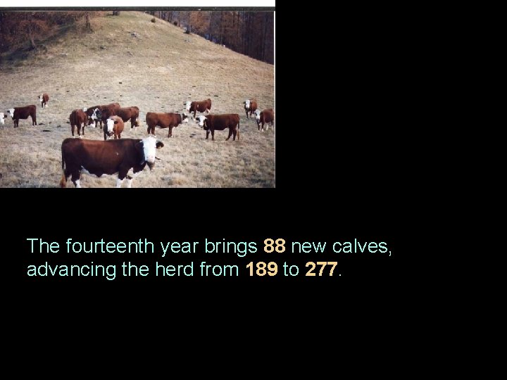 The fourteenth year brings 88 new calves, advancing the herd from 189 to 277.