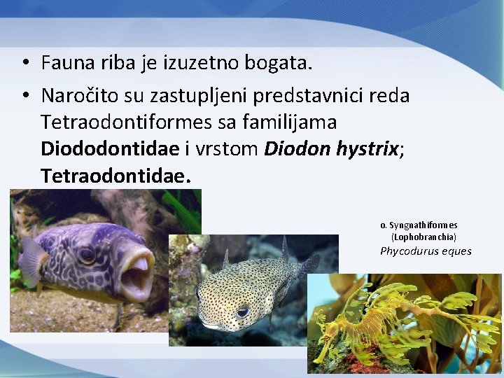  • Fauna riba je izuzetno bogata. • Naročito su zastupljeni predstavnici reda Tetraodontiformes