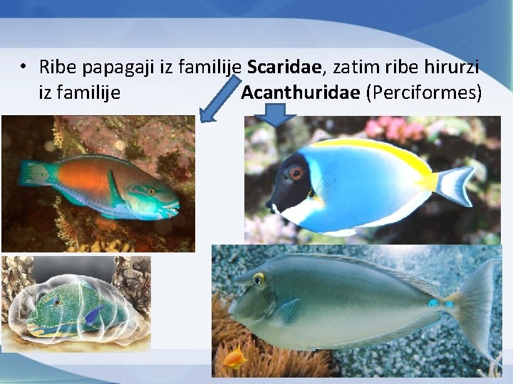  • Ribe papagaji iz familije Scaridae, zatim ribe hirurzi iz familije Acanthuridae (Perciformes)