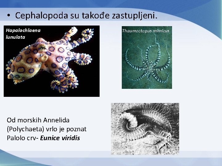  • Cephalopoda su takođe zastupljeni. Hapalochlaena lunulata Od morskih Annelida (Polychaeta) vrlo je