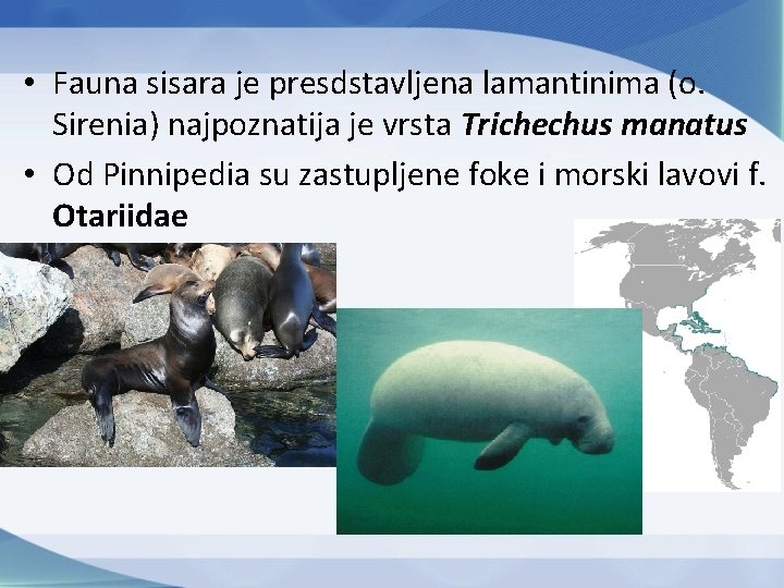  • Fauna sisara je presdstavljena lamantinima (o. Sirenia) najpoznatija je vrsta Trichechus manatus