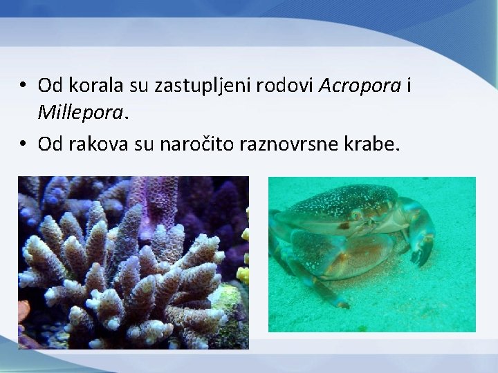  • Od korala su zastupljeni rodovi Acropora i Millepora. • Od rakova su