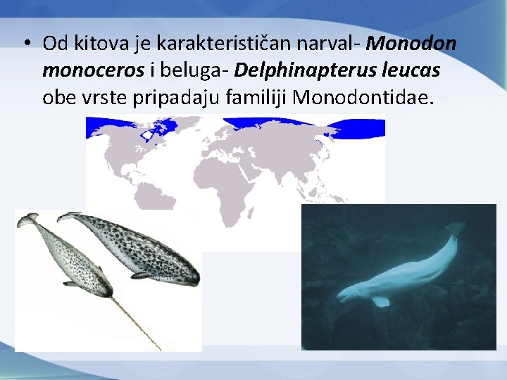  • Od kitova je karakterističan narval- Monodon monoceros i beluga- Delphinapterus leucas obe