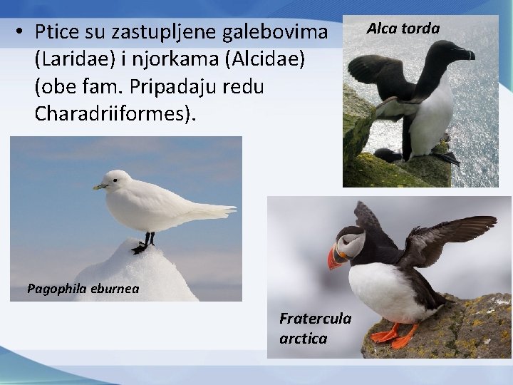 • Ptice su zastupljene galebovima (Laridae) i njorkama (Alcidae) (obe fam. Pripadaju redu • Ptice su zastupljene galebovima (Laridae) i njorkama (Alcidae) (obe fam. Pripadaju redu