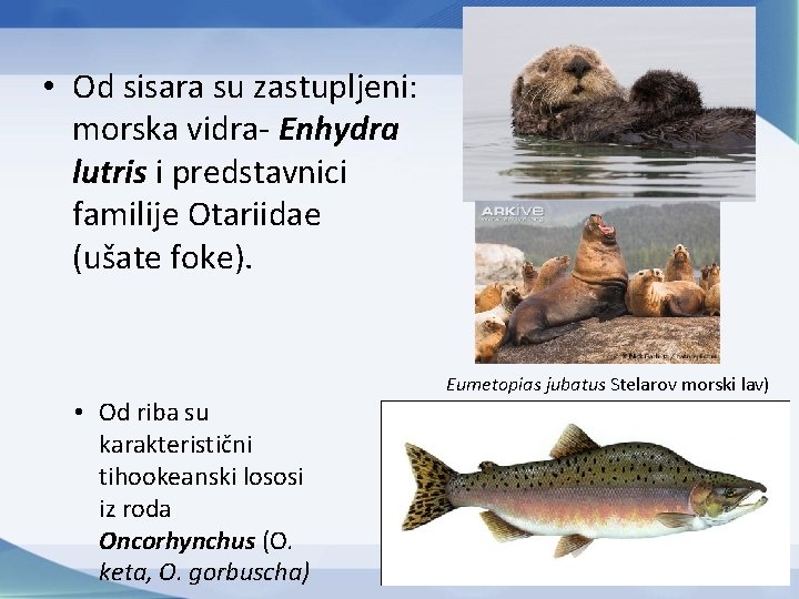  • Od sisara su zastupljeni: morska vidra- Enhydra lutris i predstavnici familije Otariidae