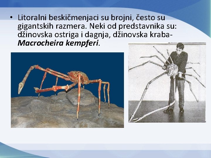  • Litoralni beskičmenjaci su brojni, često su gigantskih razmera. Neki od predstavnika su: