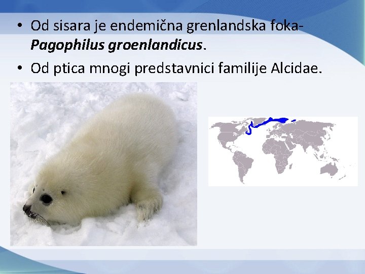 • Od sisara je endemična grenlandska foka. Pagophilus groenlandicus. • Od ptica mnogi • Od sisara je endemična grenlandska foka. Pagophilus groenlandicus. • Od ptica mnogi