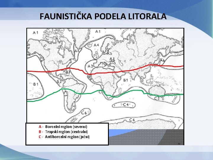 FAUNISTIČKA PODELA LITORALA A - Borealni region (severni) B - Tropski region (centralni) C