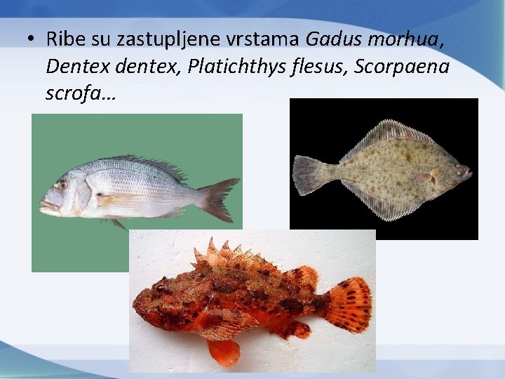  • Ribe su zastupljene vrstama Gadus morhua, Dentex dentex, Platichthys flesus, Scorpaena scrofa…