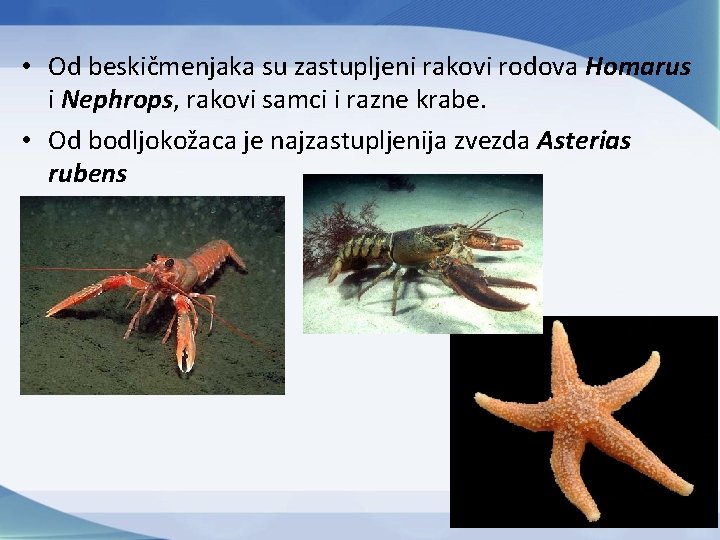  • Od beskičmenjaka su zastupljeni rakovi rodova Homarus i Nephrops, rakovi samci i