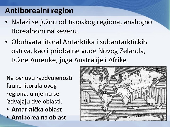 Antiborealni region • Nalazi se južno od tropskog regiona, analogno Borealnom na severu. • Antiborealni region • Nalazi se južno od tropskog regiona, analogno Borealnom na severu. •