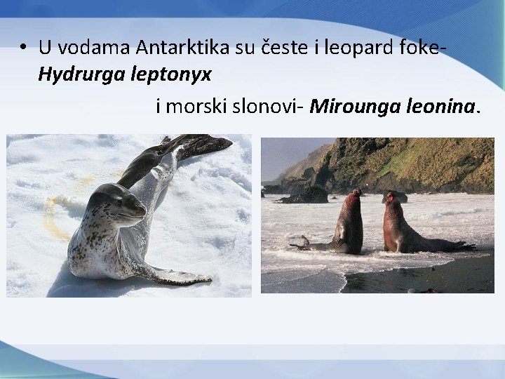  • U vodama Antarktika su česte i leopard foke. Hydrurga leptonyx i morski