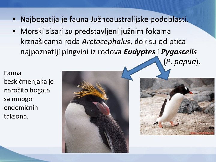 • Najbogatija je fauna Južnoaustralijske podoblasti. • Morski sisari su predstavljeni južnim fokama • Najbogatija je fauna Južnoaustralijske podoblasti. • Morski sisari su predstavljeni južnim fokama