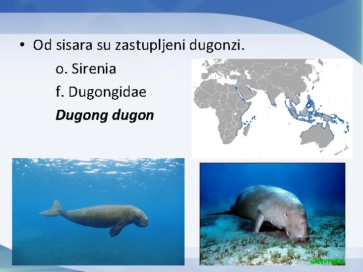  • Od sisara su zastupljeni dugonzi. o. Sirenia f. Dugongidae Dugong dugon 