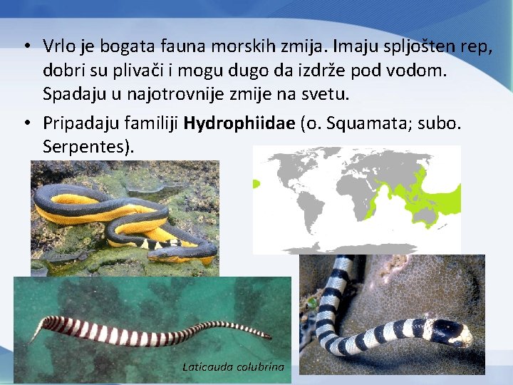 • Vrlo je bogata fauna morskih zmija. Imaju spljošten rep, dobri su plivači • Vrlo je bogata fauna morskih zmija. Imaju spljošten rep, dobri su plivači