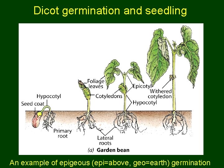 Dicot germination and seedling An example of epigeous (epi=above, geo=earth) germination 