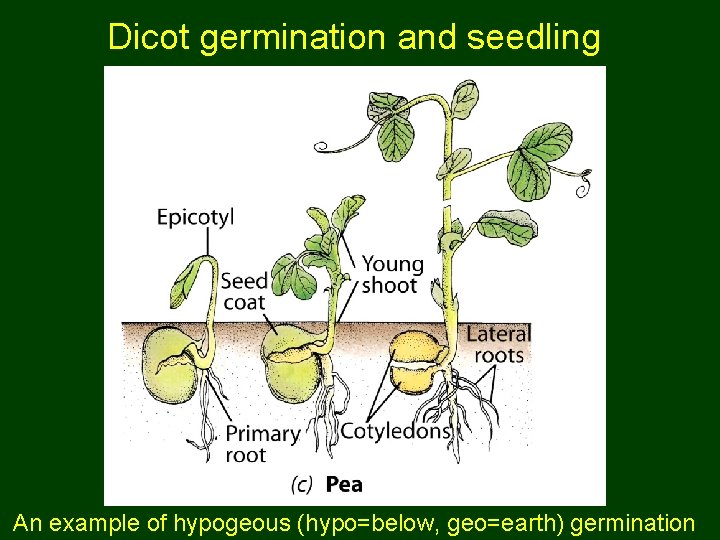 Dicot germination and seedling An example of hypogeous (hypo=below, geo=earth) germination 
