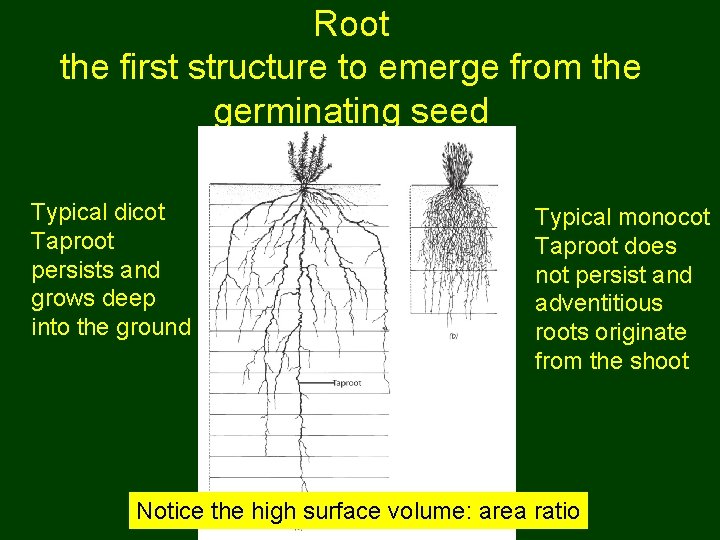 Root the first structure to emerge from the germinating seed Typical dicot Taproot persists