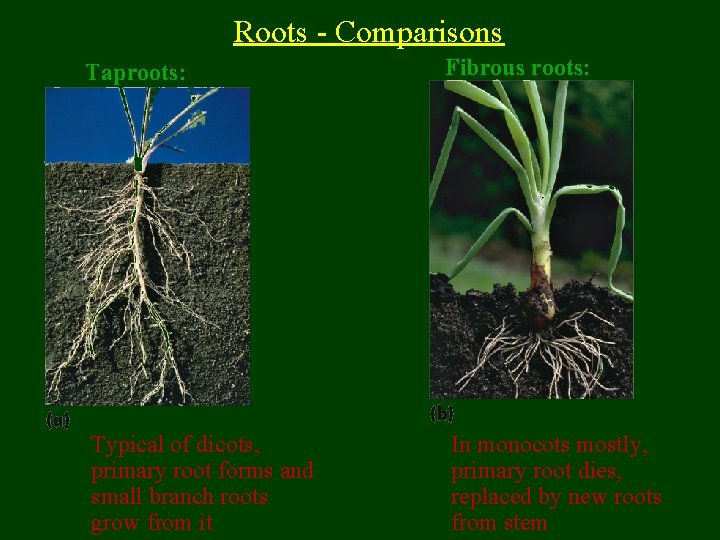 Roots - Comparisons Taproots: Fibrous roots: Typical of dicots, primary root forms and small