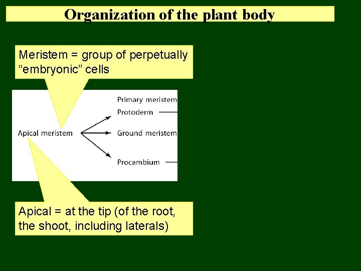 Organization of the plant body Meristem = group of perpetually “embryonic” cells Apical =