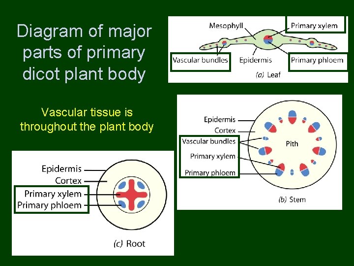 Diagram of major parts of primary dicot plant body Vascular tissue is throughout the