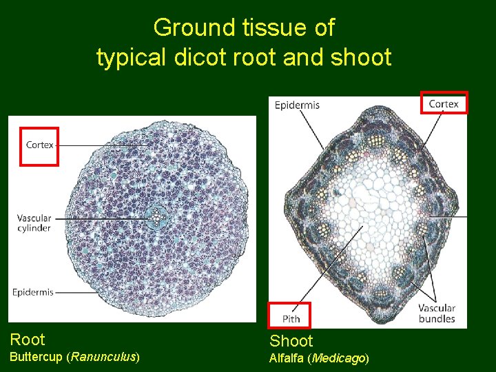 Ground tissue of typical dicot root and shoot Root Buttercup (Ranunculus) Shoot Alfalfa (Medicago)