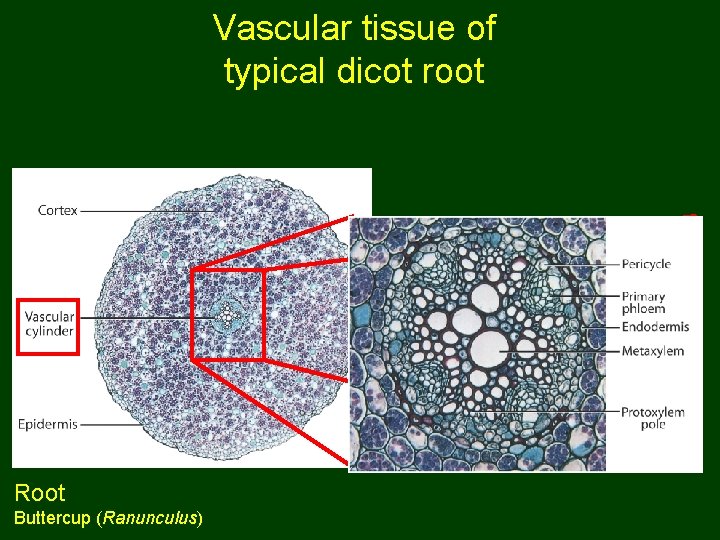 Vascular tissue of typical dicot root Root Buttercup (Ranunculus) 