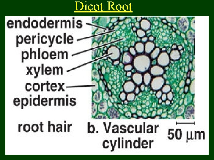 Dicot Root 