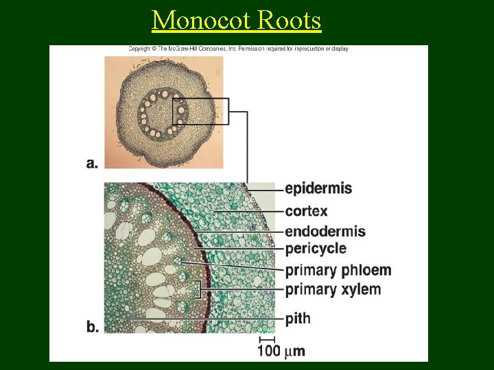 Monocot Roots 
