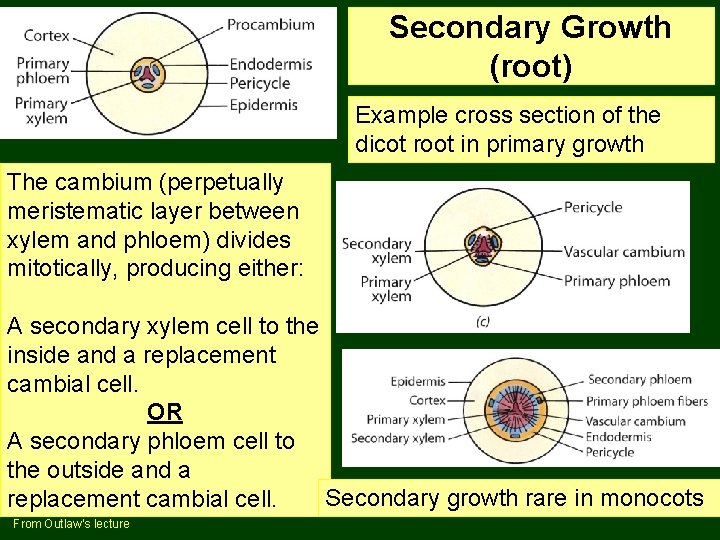 Secondary Growth (root) Example cross section of the dicot root in primary growth The