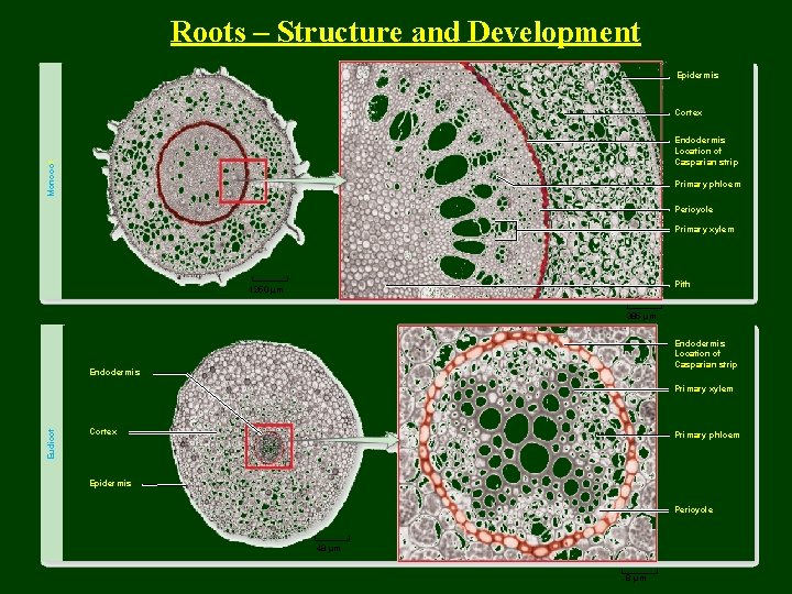 Roots – Structure and Development Epidermis Cortex Monocot Endodermis Location of Casparian strip Primary